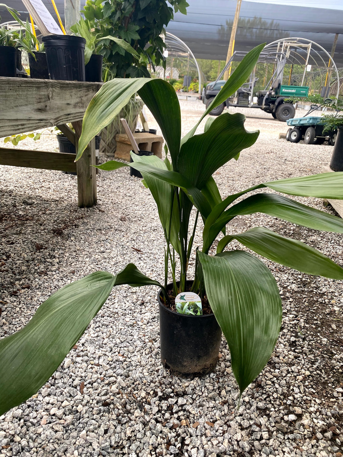 Aspidistra (Cast Iron)