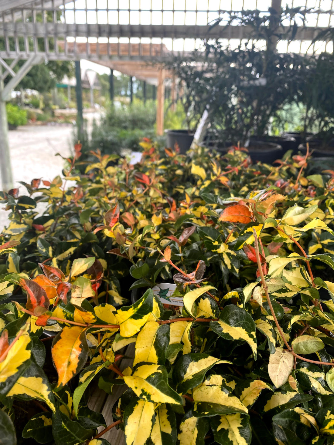 Summer Sunset Asiatic Jasmine 1 Gal