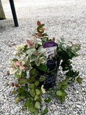 Snow-n-Summer Asiatic Jasmine 1 Gal