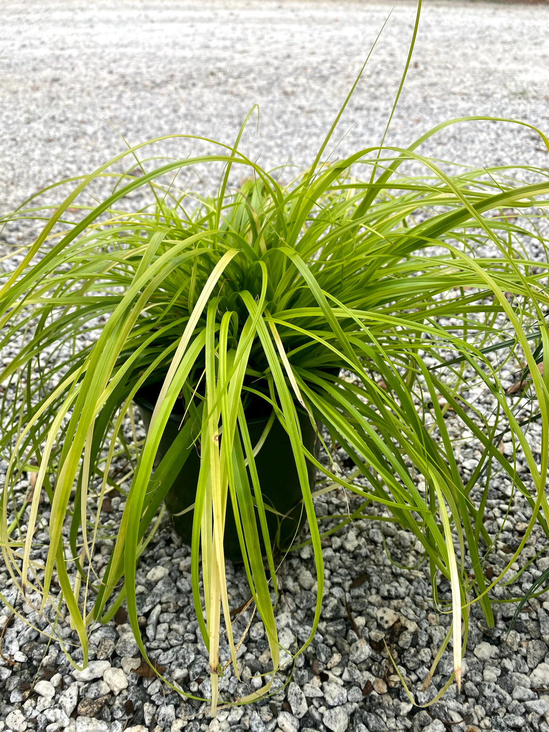 Everillo Carex 1 Gal