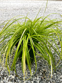 Everillo Carex 1 Gal