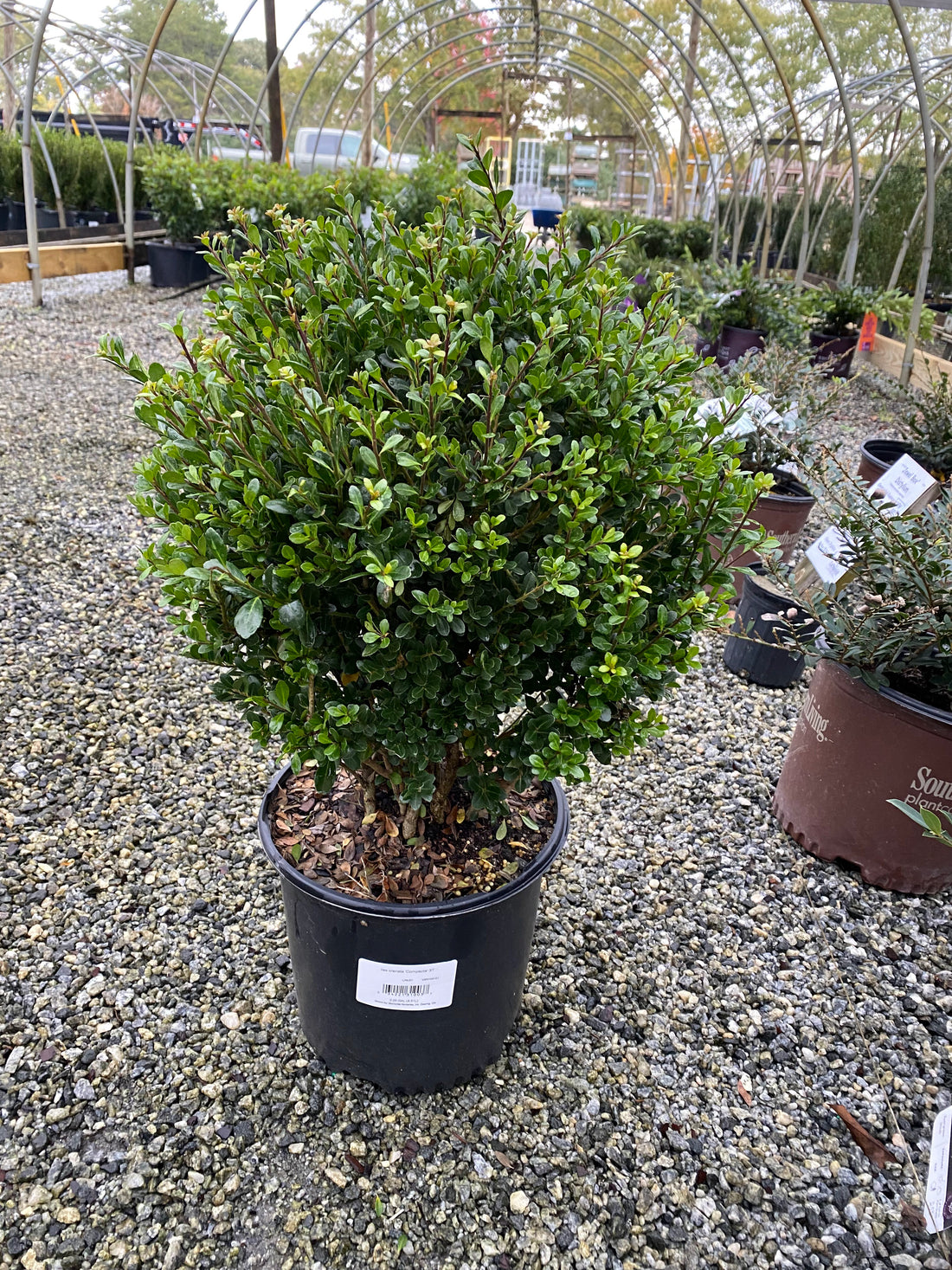 Compacta Holly 3 Gal