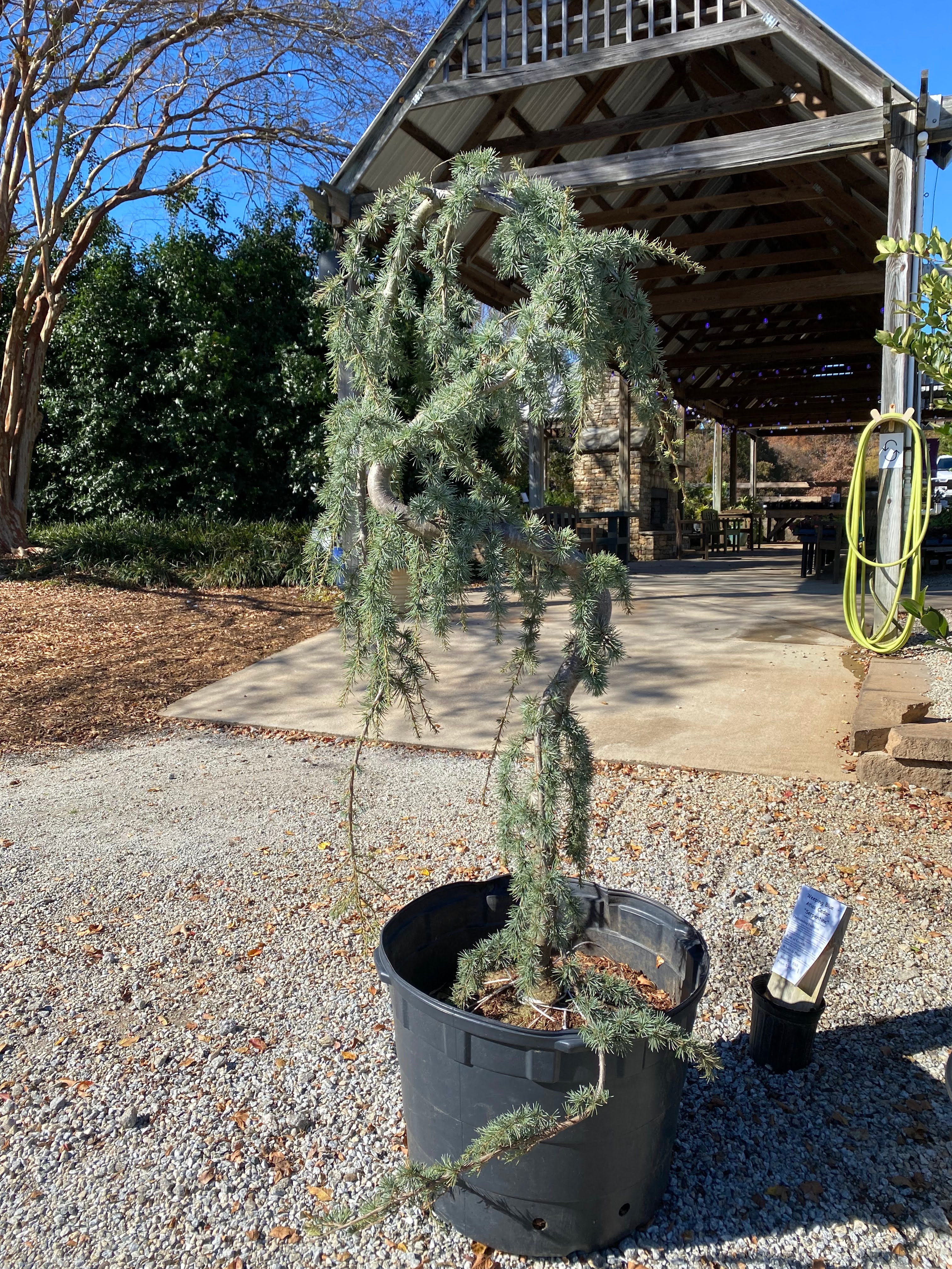 Serpentine Blue Atlas Cedar 15 Gal