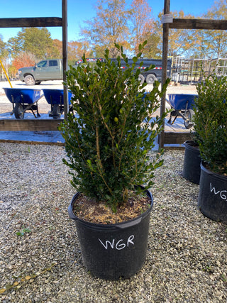 Wintergreen Boxwood 7 Gal