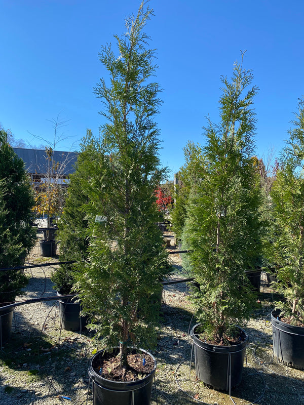 American Pillar Arborvitae 15 Gal