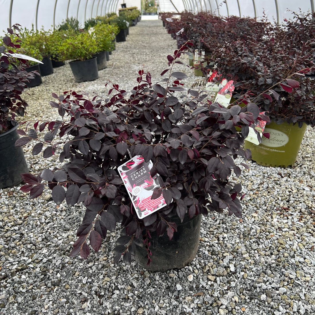 Cerise Charm Loropetalum 3 Gal