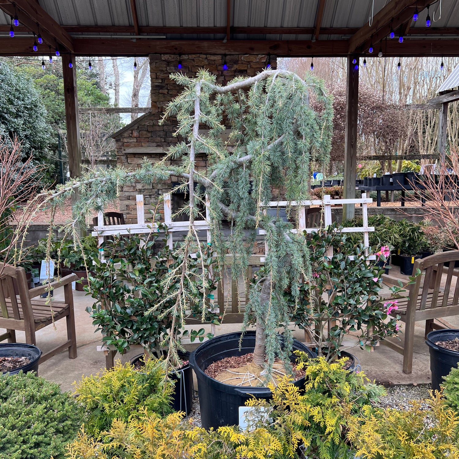 Serpentine Blue Atlas Cedar 15 Gal