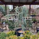 Serpentine Blue Atlas Cedar 10 Gal