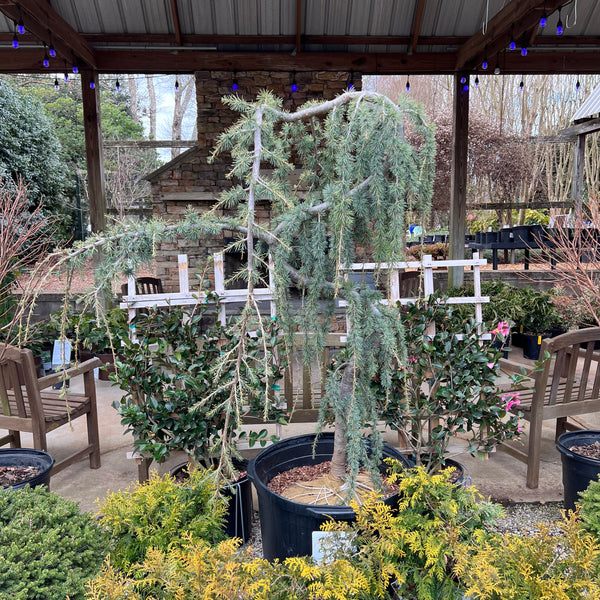 Serpentine Blue Atlas Cedar 10 Gal