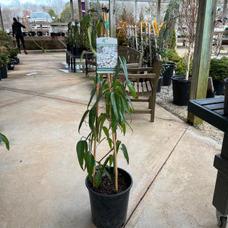 Snowdrift Evergreen Clematis 5 Gal