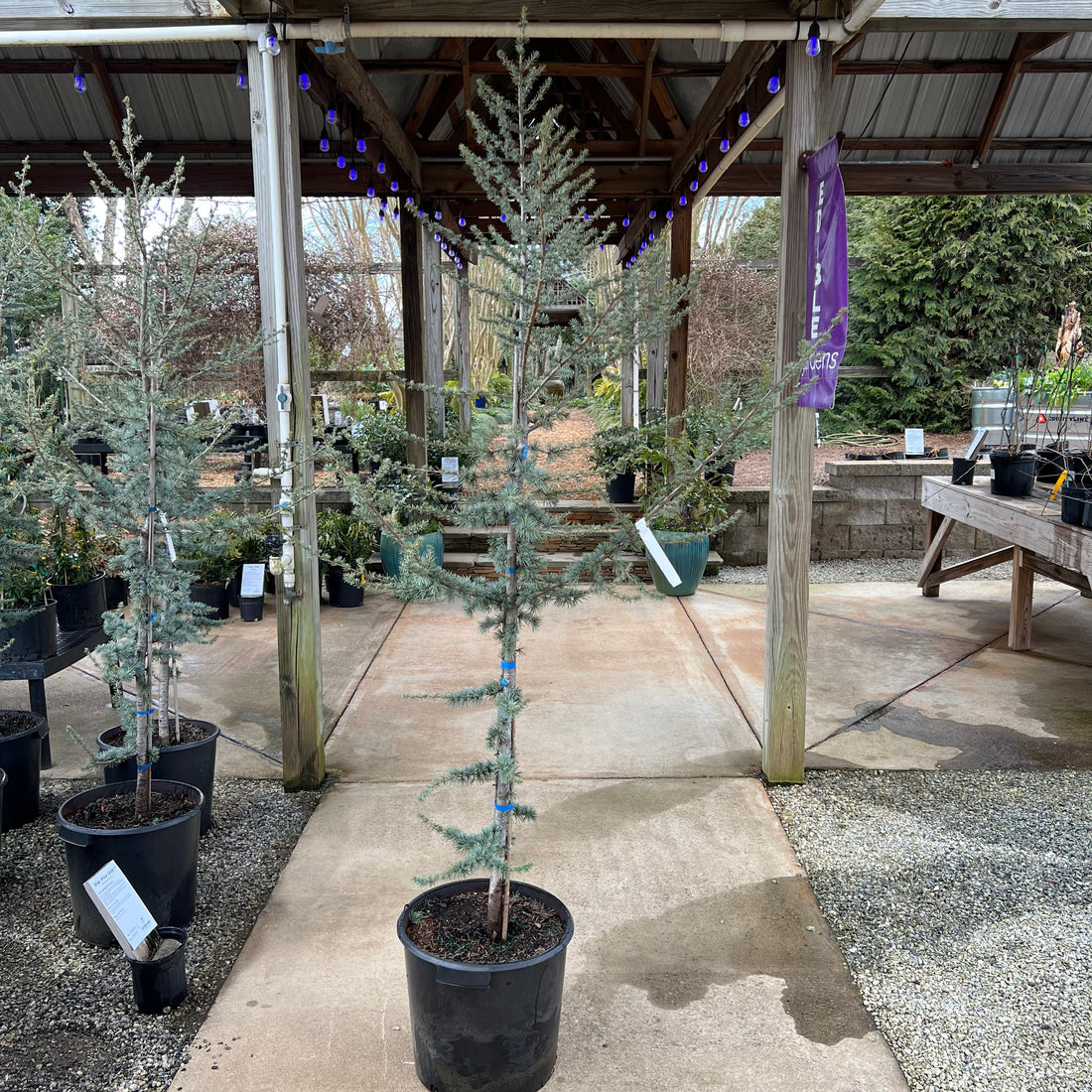 Blue Atlas Cedar