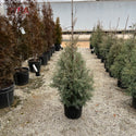 Carolina Sapphire Arizona Cypress 7 Gal