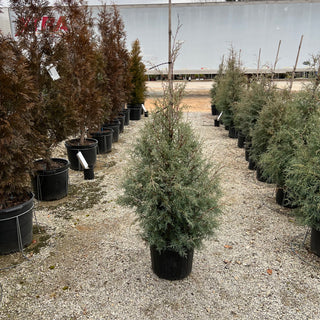 Carolina Sapphire Arizona Cypress 7 Gal