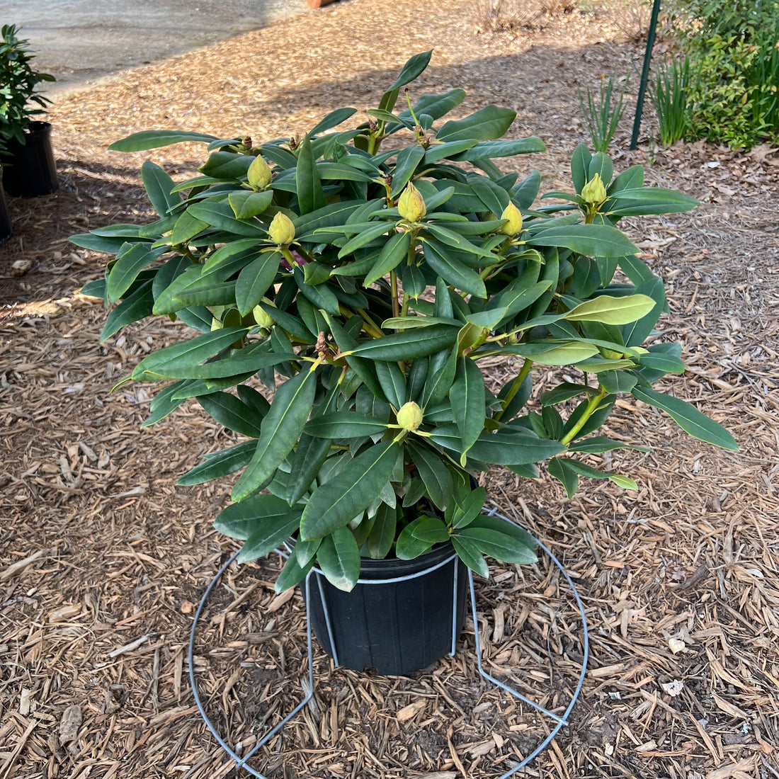 English Roseum Rhododendron 3&amp;5 Gal