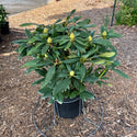English Roseum Rhododendron 3&5 Gal
