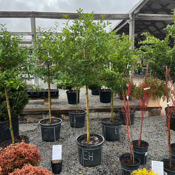 Eagleston Holly 15G/TF