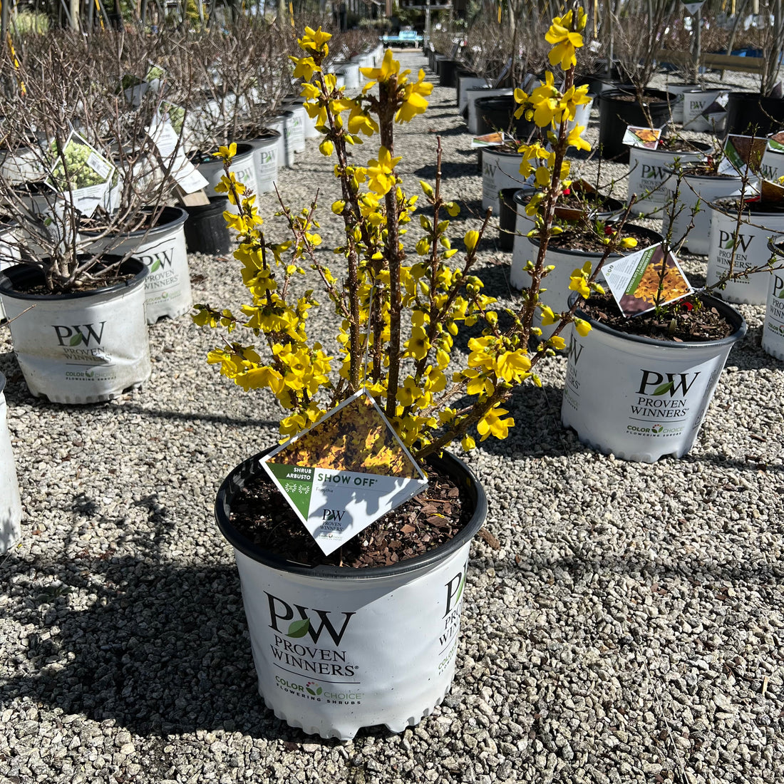 Show Off Forsythia 3 Gal