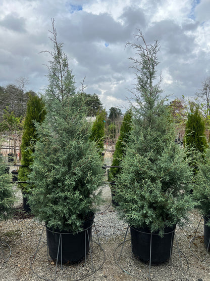 Carolina Sapphire Arizona Cypress