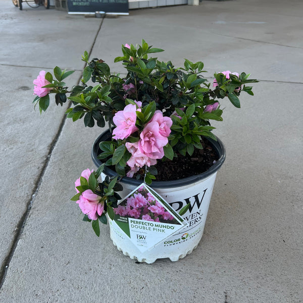 Perfecto Mundo Double Pink Azalea 3 Gal