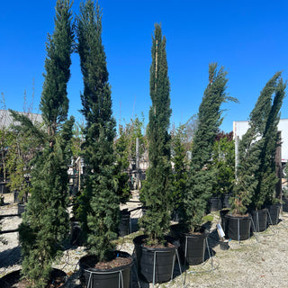 Italian Cypress 30 Gal