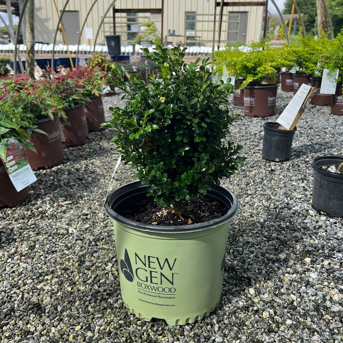 NewGen Independence Boxwood 3 Gal
