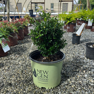 NewGen Independence Boxwood 3 Gal