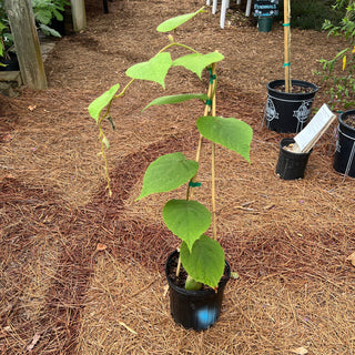 Cold-hardy Kiwi 1 Gal