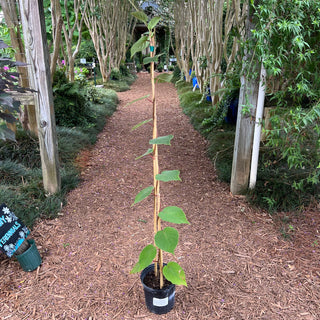 Cold-hardy Kiwi 2&3 Gal