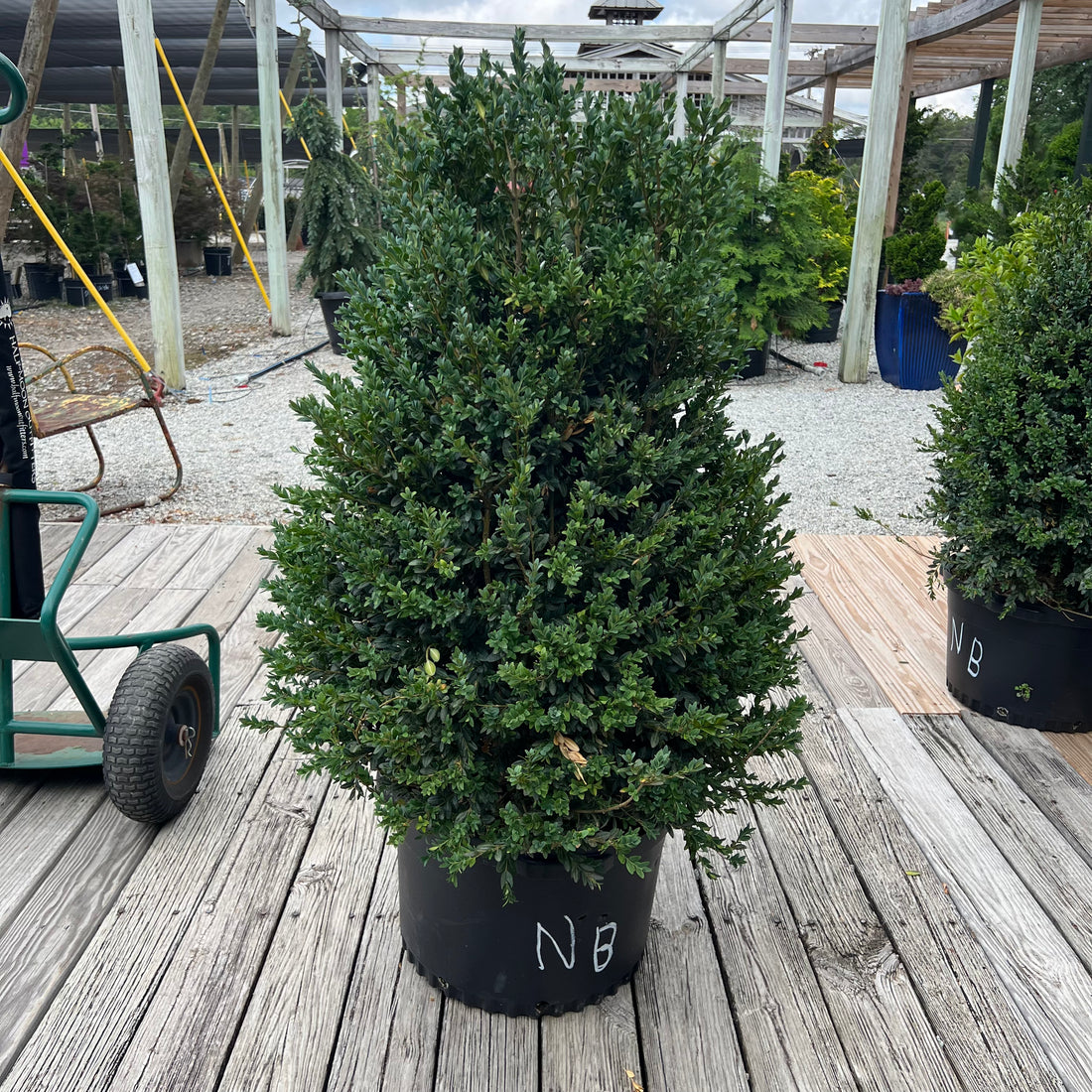 Newport Blue Boxwood