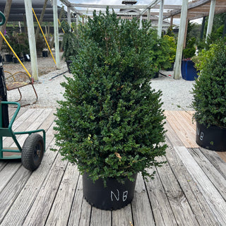 Newport Blue Boxwood