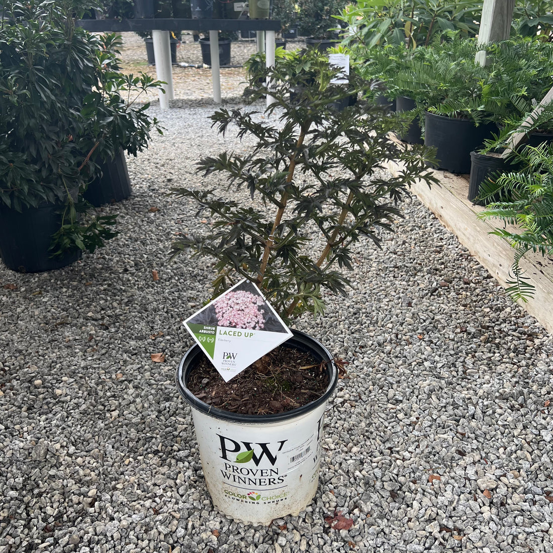 Laced Up Elderberry 2&amp;3 Gal