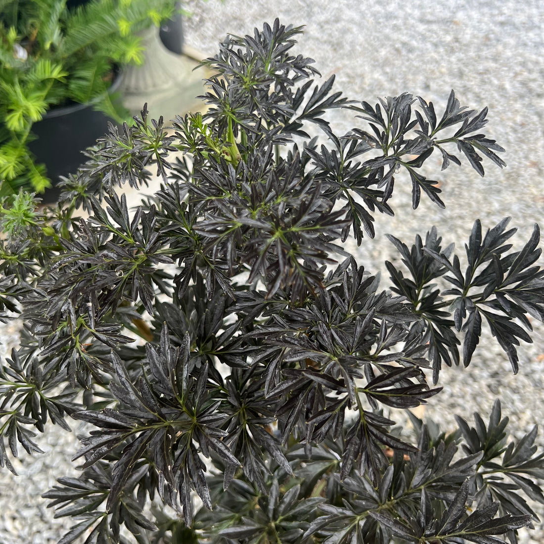 Laced Up Elderberry 2&amp;3 Gal