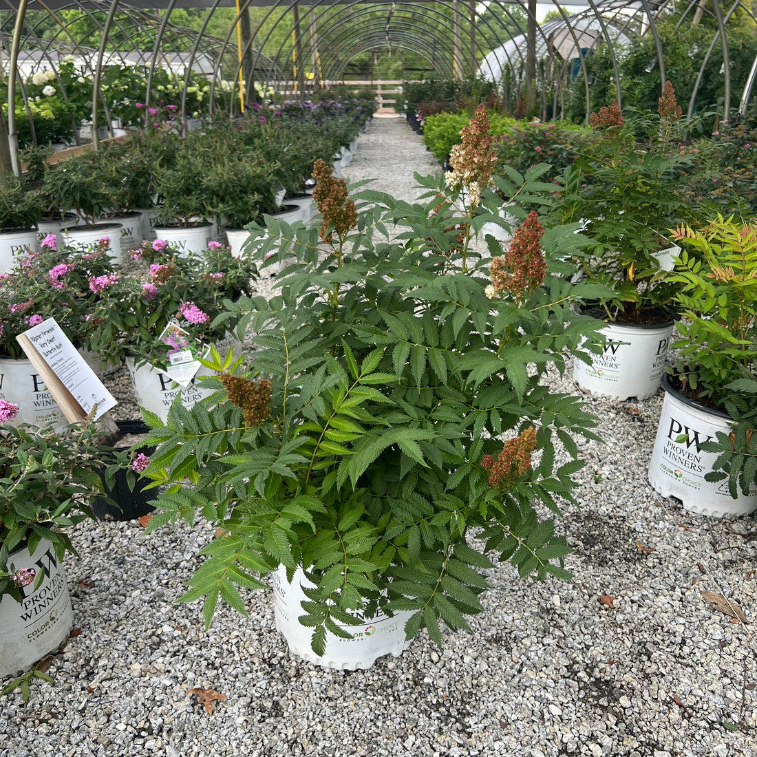 Mr. Mustard Sorbaria 3 Gal