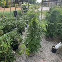 Lavender Falls Wisteria 5 Gal