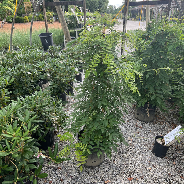 Lavender Falls Wisteria 5 Gal