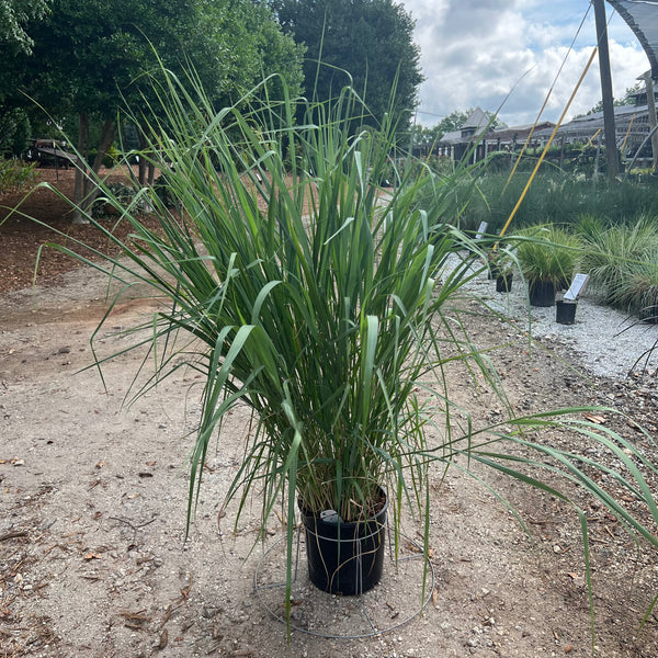 Dallas Blues Switch Grass 3 Gal