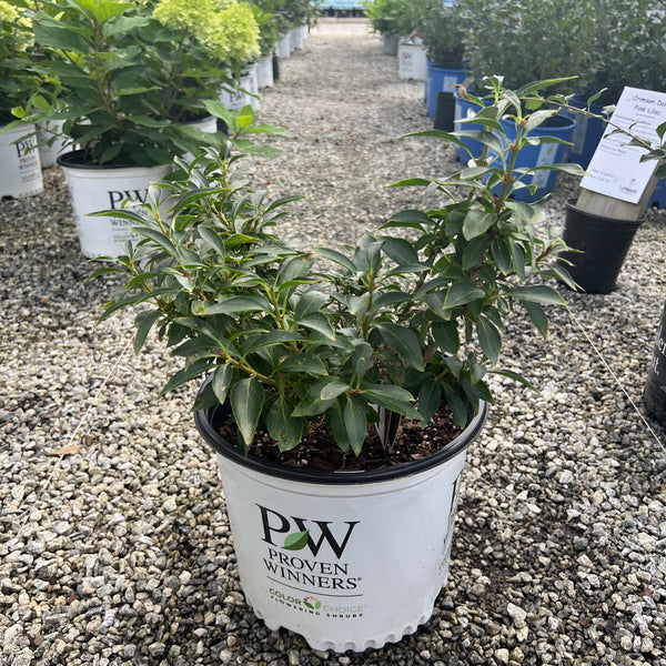 Show Off Sugar Baby Forsythia 3 Gal
