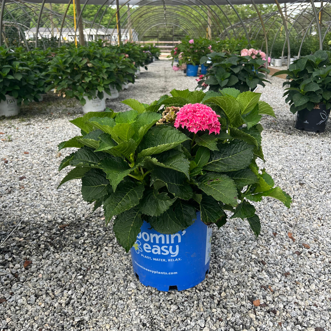 Frill Ride Hydrangea 3 Gal