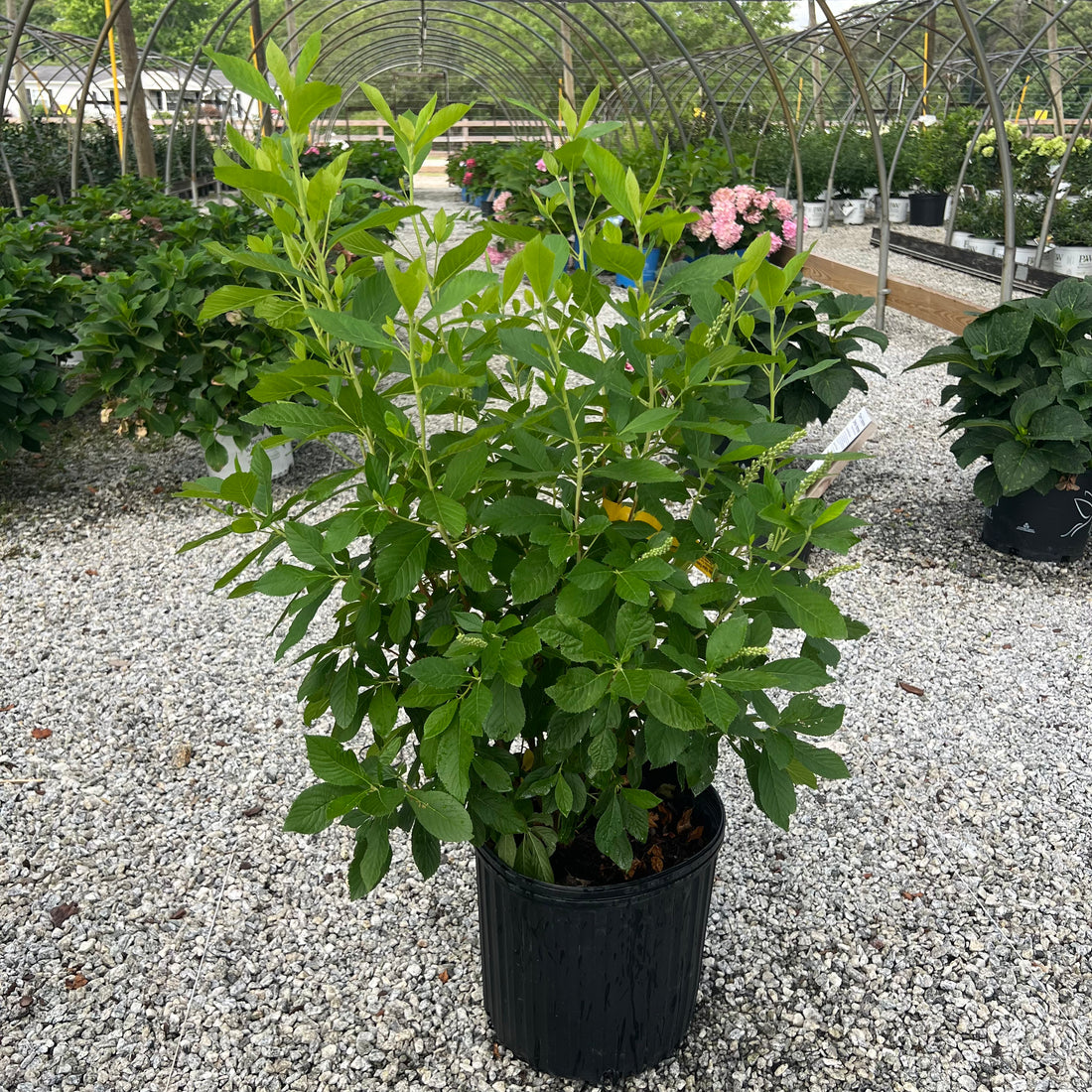 Ruby Spice Clethra 3 Gal