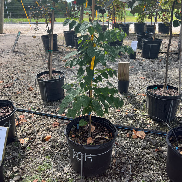 Ace of Hearts Redbud 7 Gal