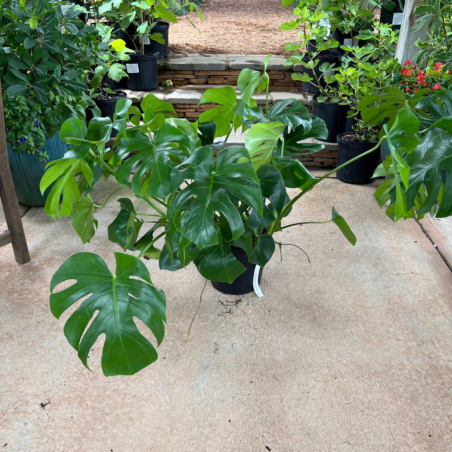 monstera deliciosa liebmann Monstera Deliciosa – Lichtenfelt's