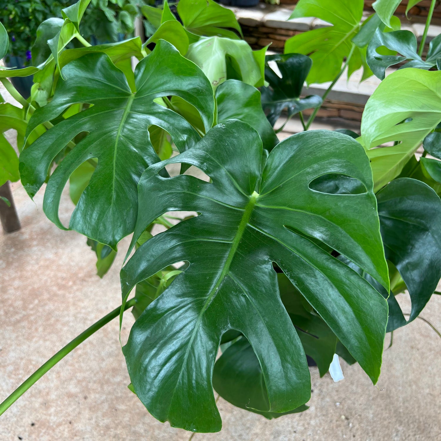 monstera deliciosa blätter Monstera Deliciosa – Lichtenfelt's