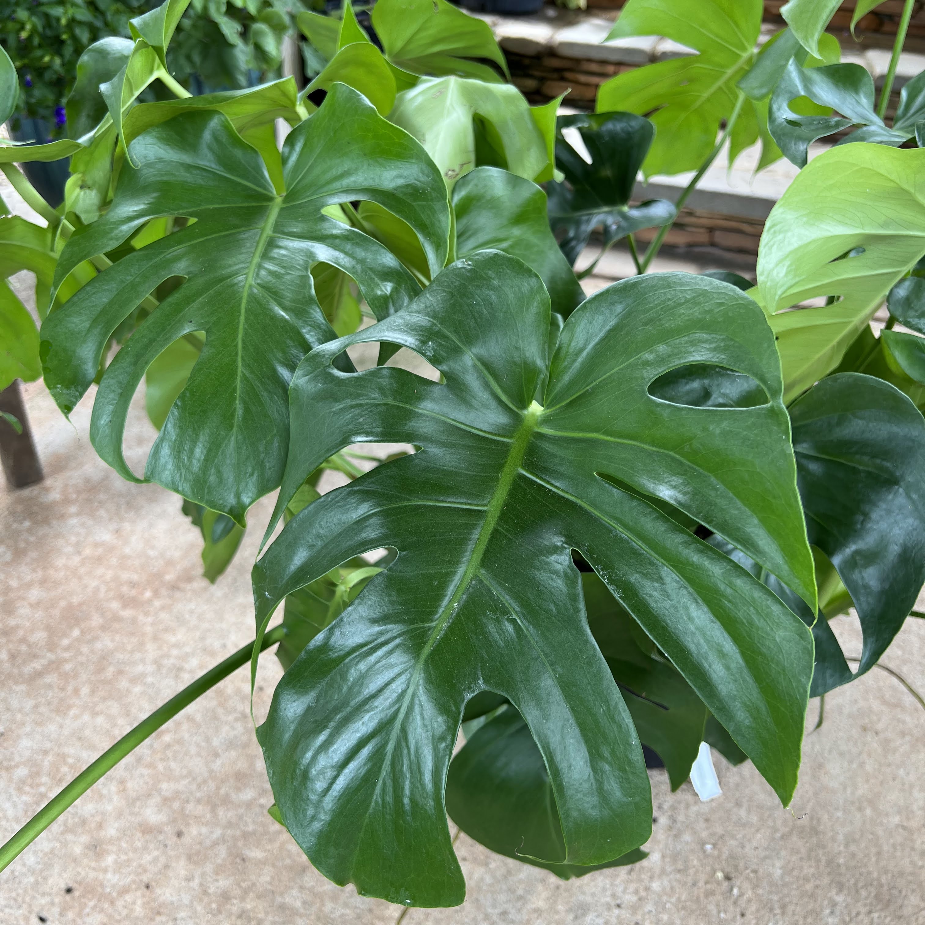 Monstera