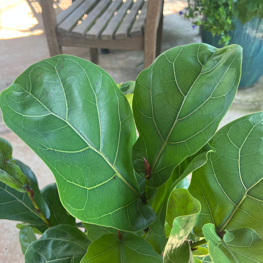 Fiddle Leaf Fig (Bush Form)