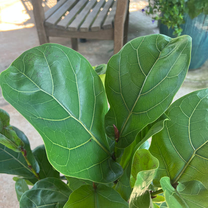 fiddle leaf fig light green Fiddle Leaf Fig (Bush Form) – Lichtenfelt's