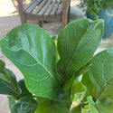 Fiddle Leaf Fig 3 Gal