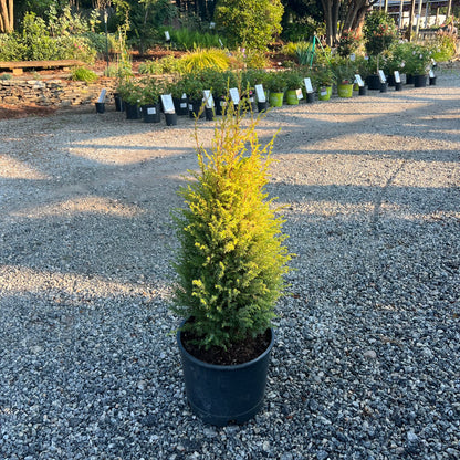 Gold Cone Juniper 3 Gal