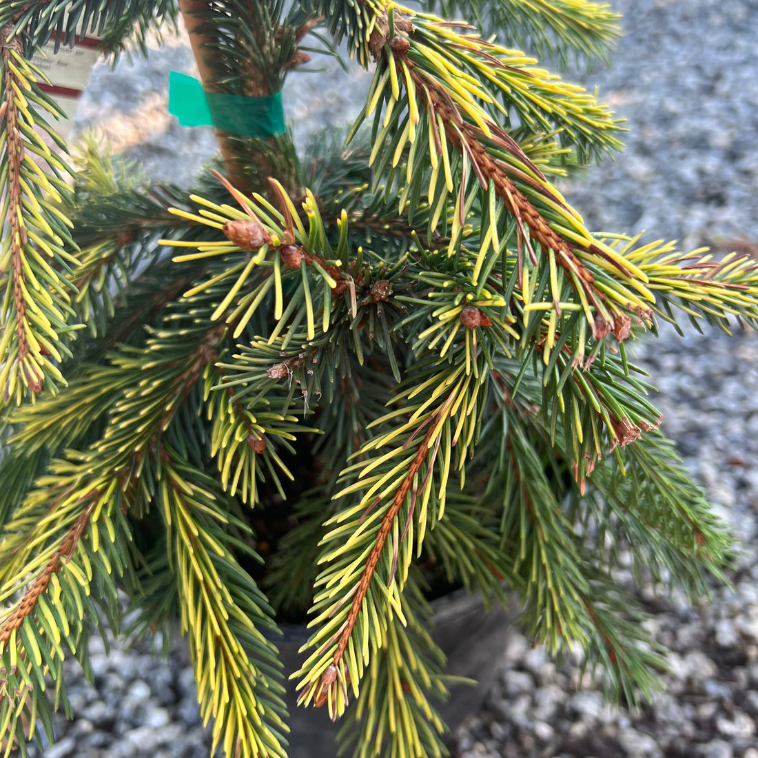 Gold Drift Spruce