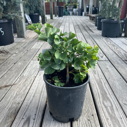 Troll Ginkgo