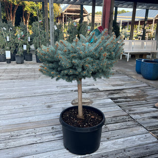 Globosa Blue Spruce 15G/Patio
